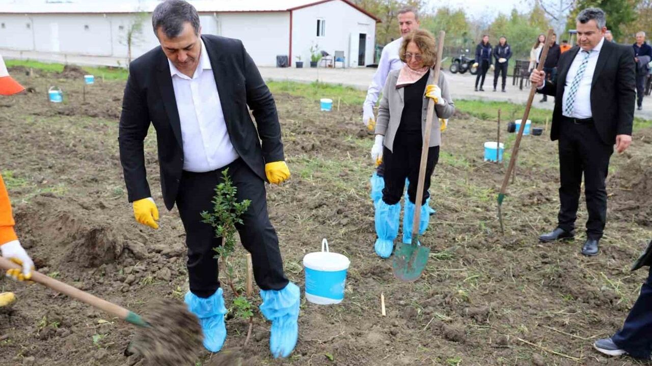 Dalaman'da Sakız Ağacı Dikimi: 10 Dekar Cezaevi Arazisine Fidan Desteği