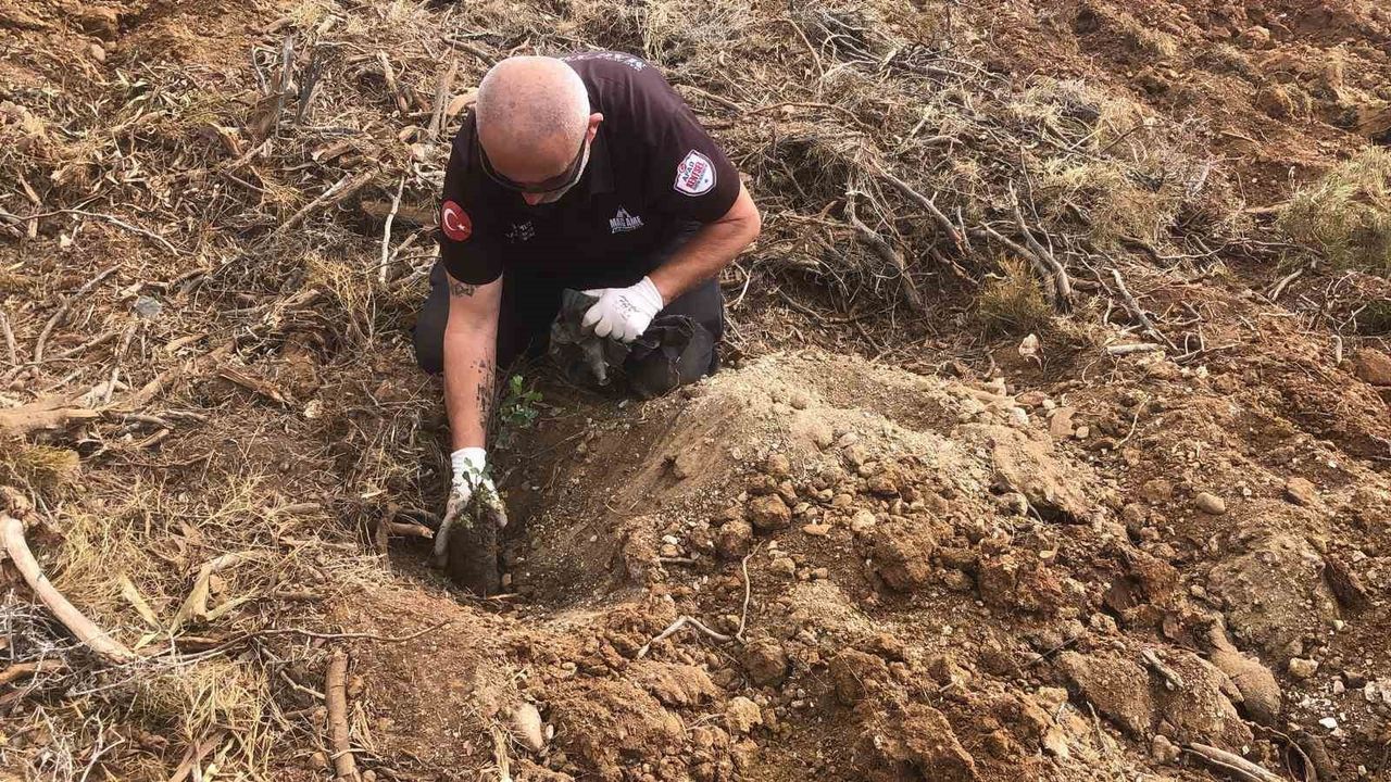 Datça'da 11 Kasım'da 300 Fidan Toprakla Buluştu