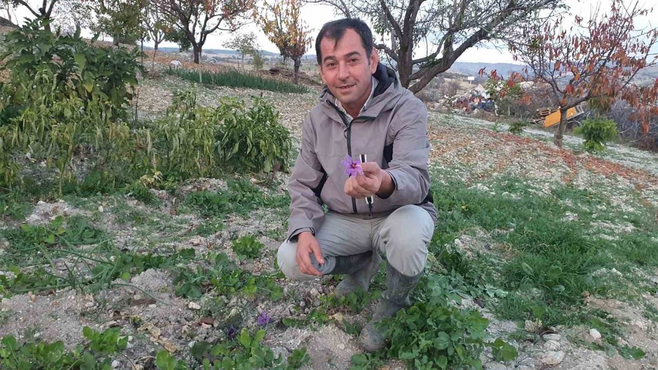 Demirci'de İlk Safran Hasadı: Çiftçi 150 Gram Elde Etti