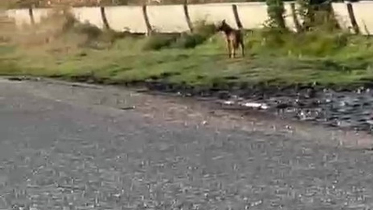 Denizli Çivril'de Kurtlar Köylere İndi — Popülasyon Artışı Endişesi