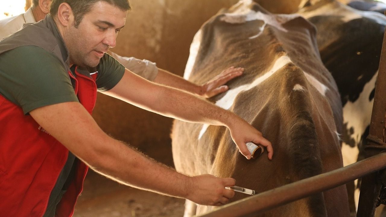 Denizli'de 251 bin 700 Hayvan Şap Aşısı: Aşılama Oranı Yüzde 100'ü Aştı