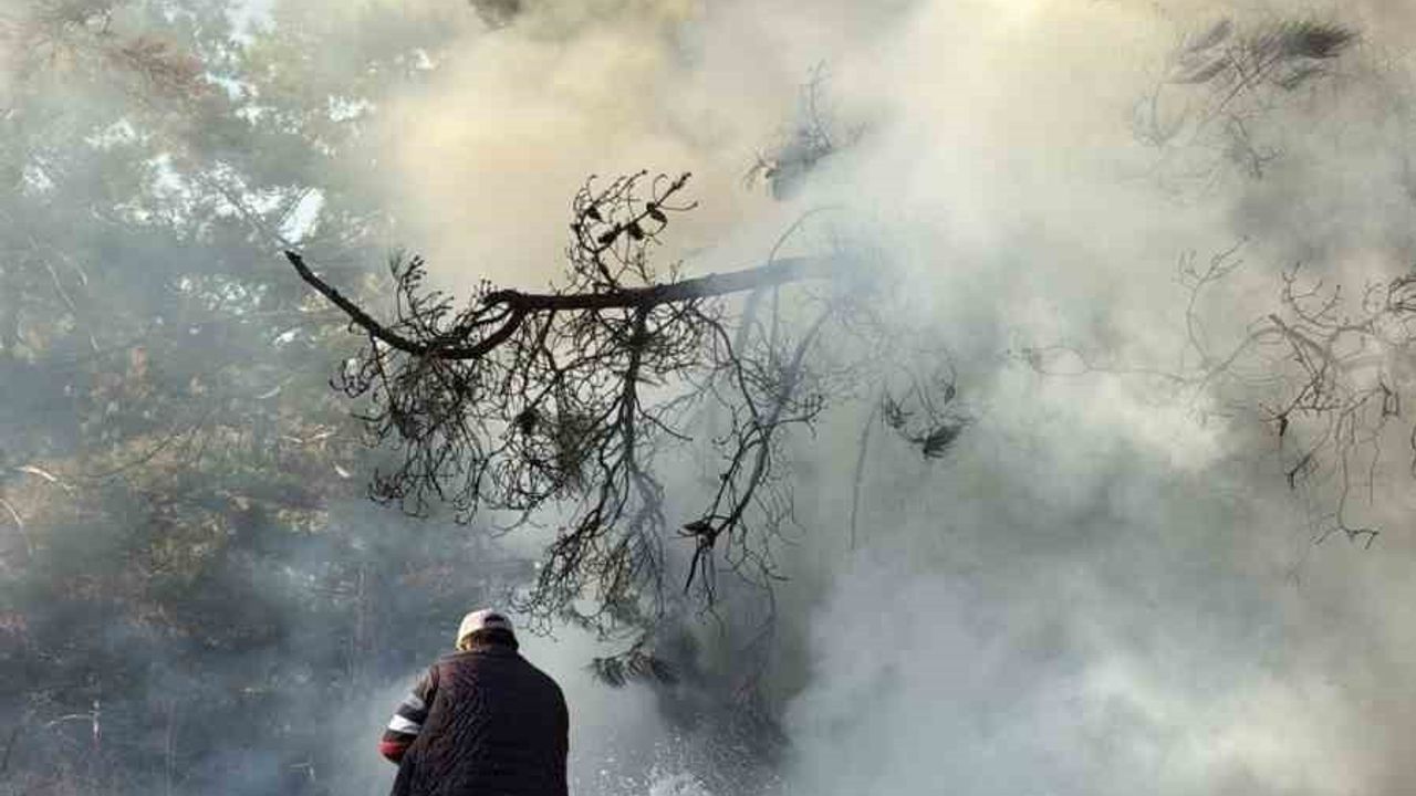 Denizli'de Orman Yangınına Sütle Müdahale