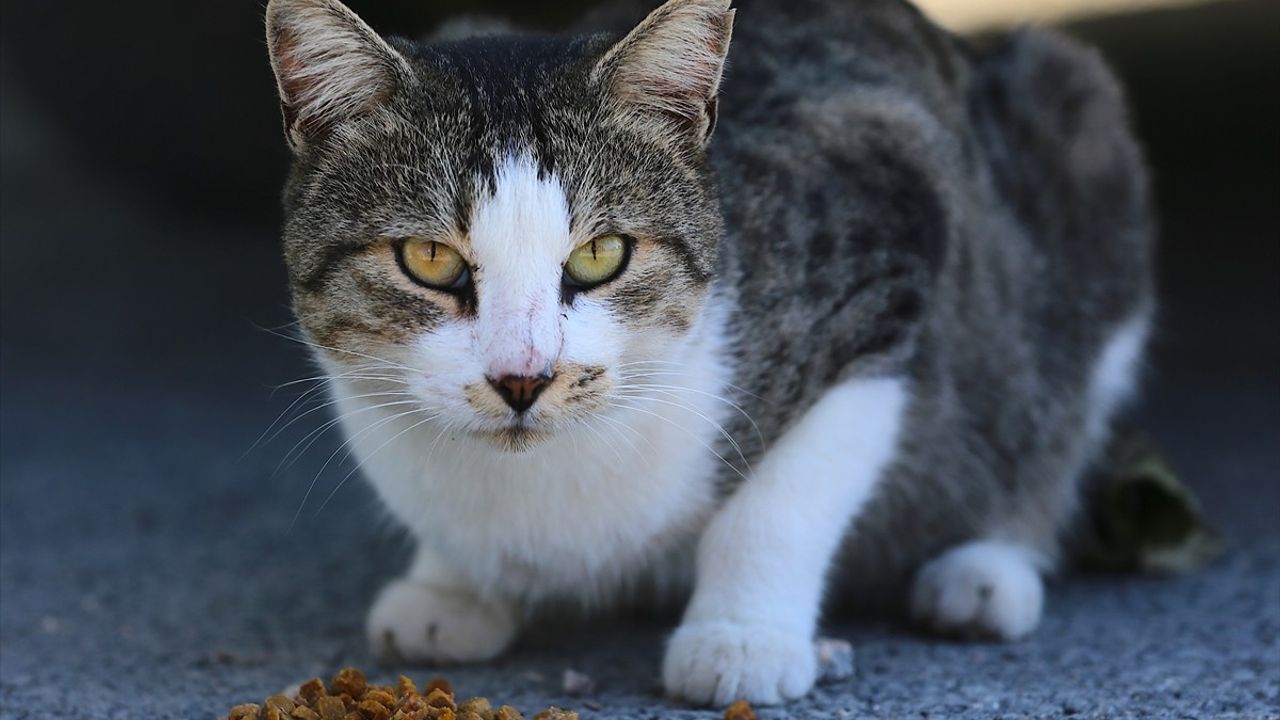 Depremzede Canan Göçmen Hatay'da 30 Sahipsiz Kediye Kucak Açtı