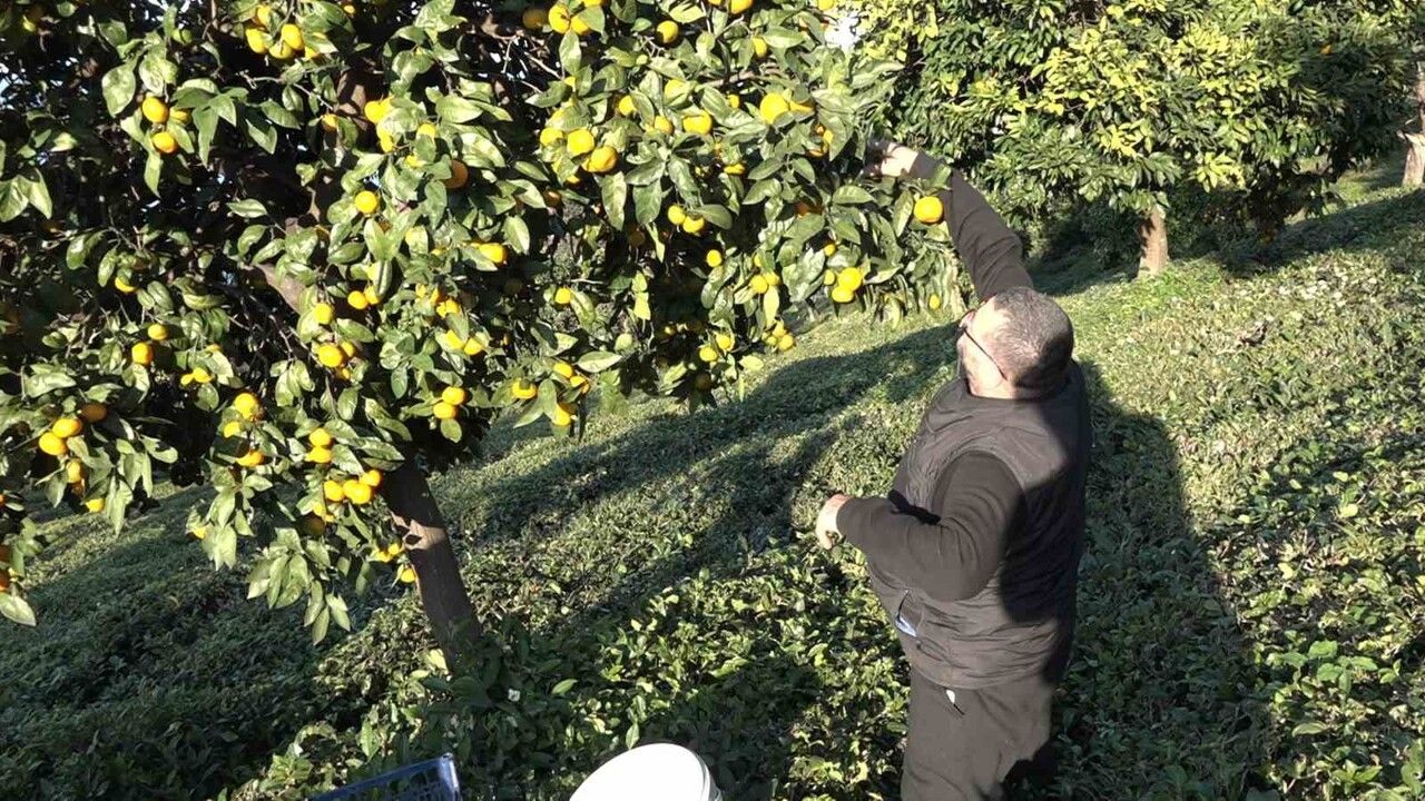 Derepazarı Mandalinasında İlk Hasat Başladı