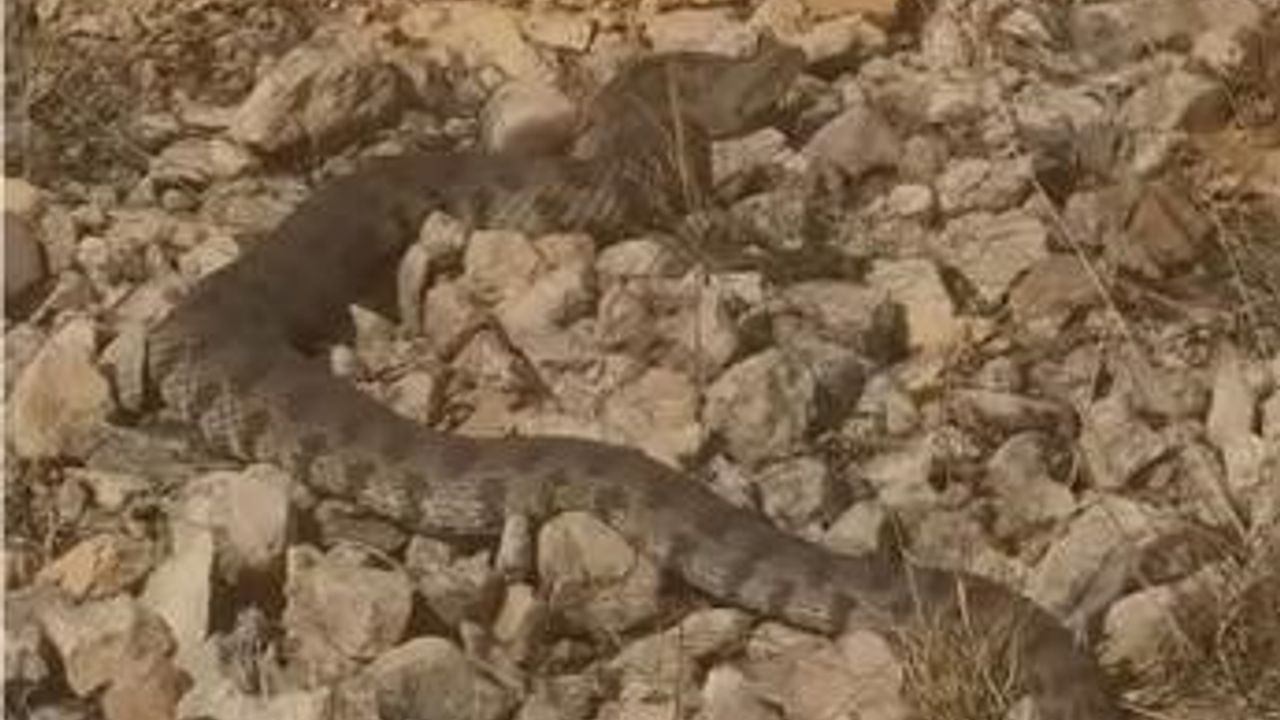 Dev Engerek Yılanı Elazığ'da Görüntülendi — Tek Isırıkla Öldürebilir