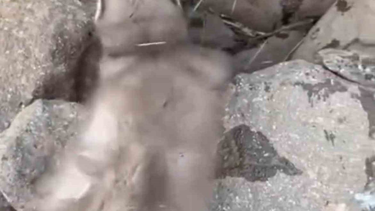 Diyarbakır Çınar'da Bitkin Gelincik Görüntülendi: Kuduz Uyarısı