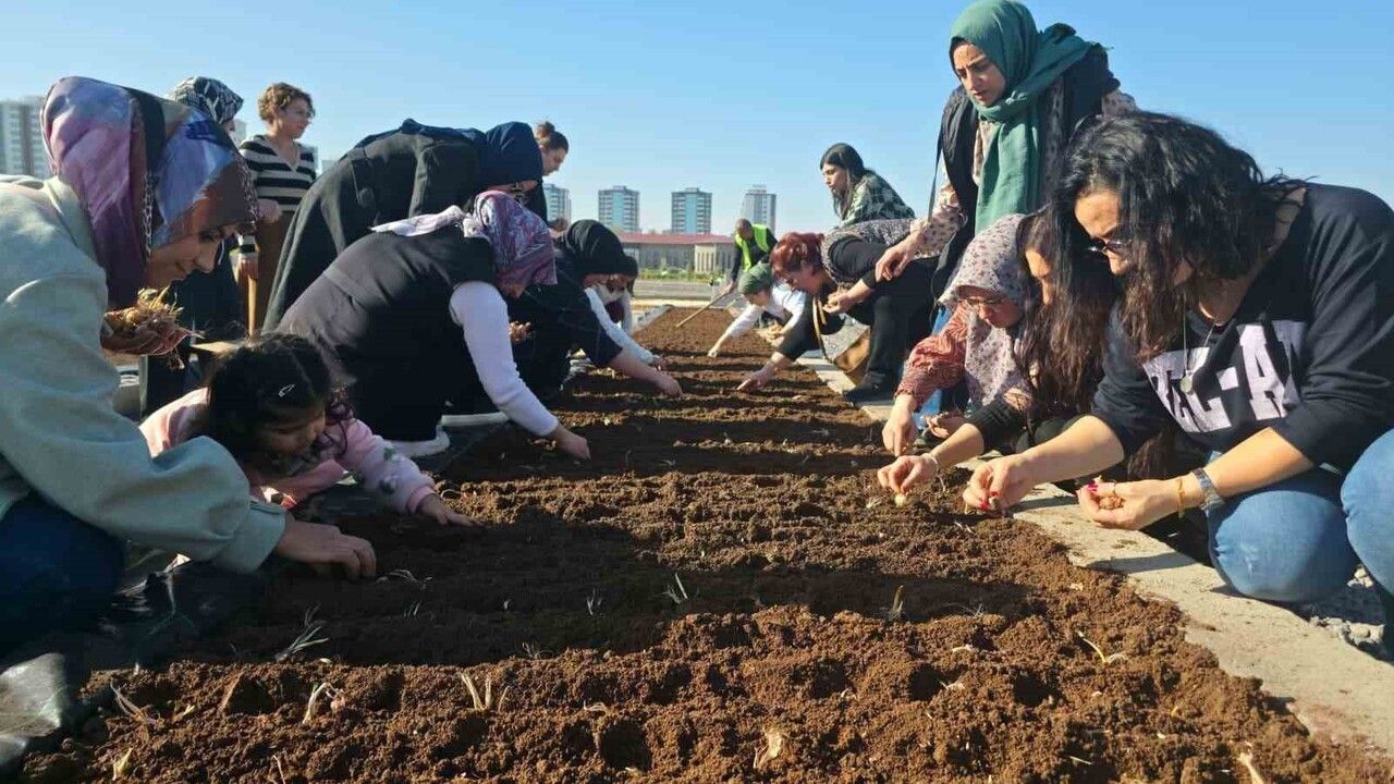 Diyarbakır'da Kadınlar Safran Ekti: Tıbbi ve Aromatik Bitkiler Atölyesi