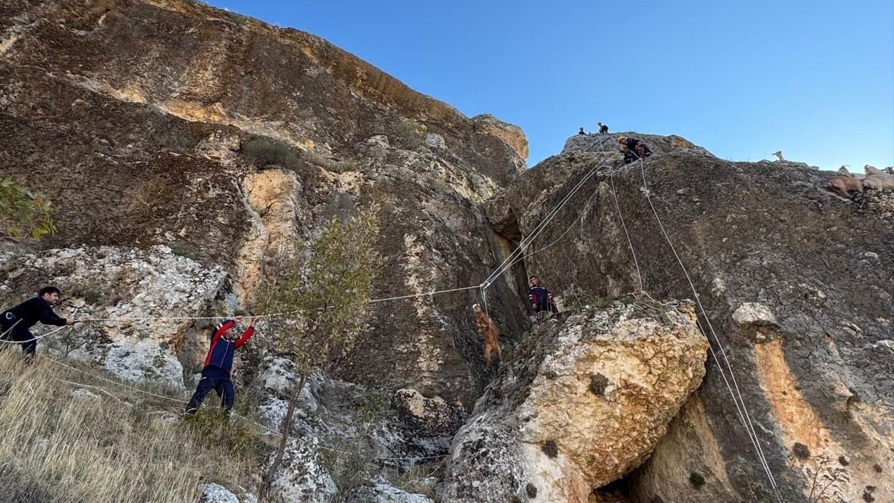 Diyarbakır Eğil'de Kayalıklarda Mahsur Kalan 25 Keçi İtfaiye Tarafından Kurtarıldı