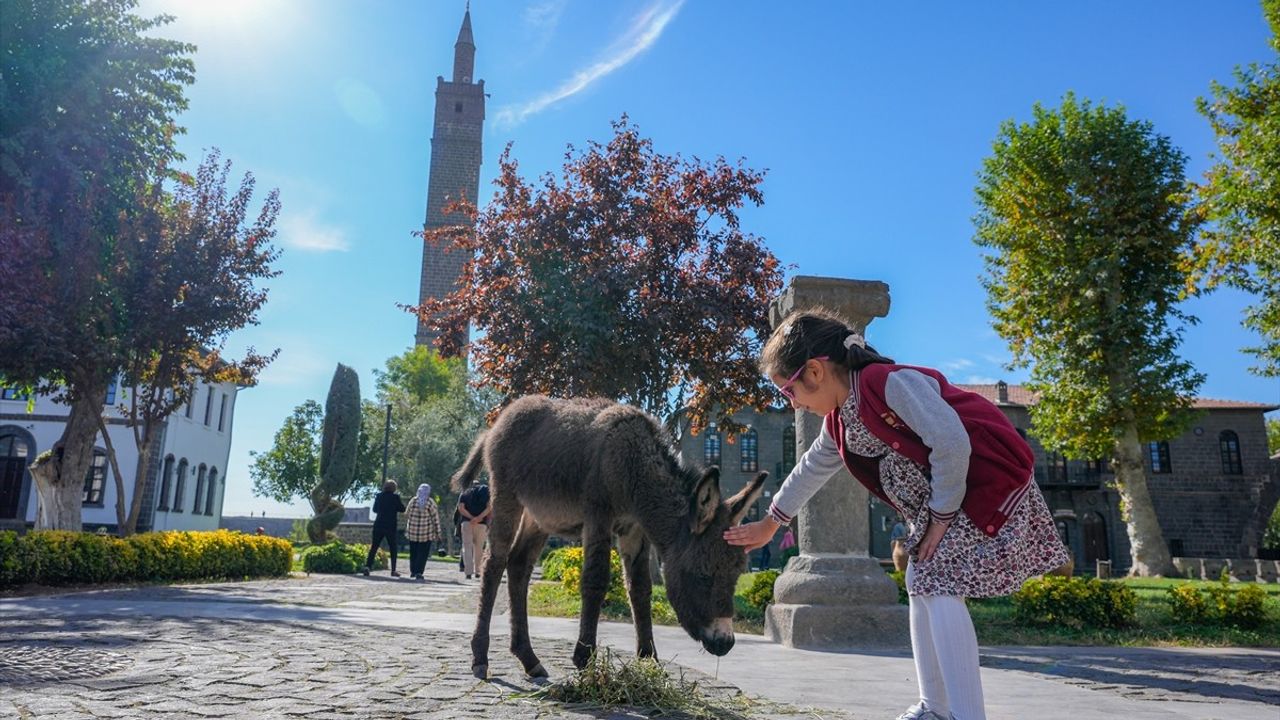 Diyarbakır İçkale'de 'Midas' Sıpa Müzenin Maskotu Oldu