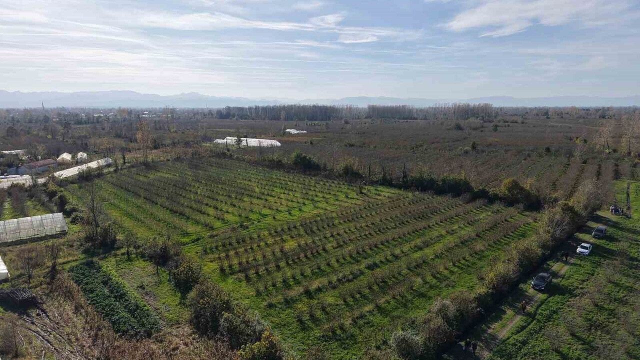 Doğru Budama ile 500 m² Bahçe, 10 Dönümlükten Fazla Verim Sağladı