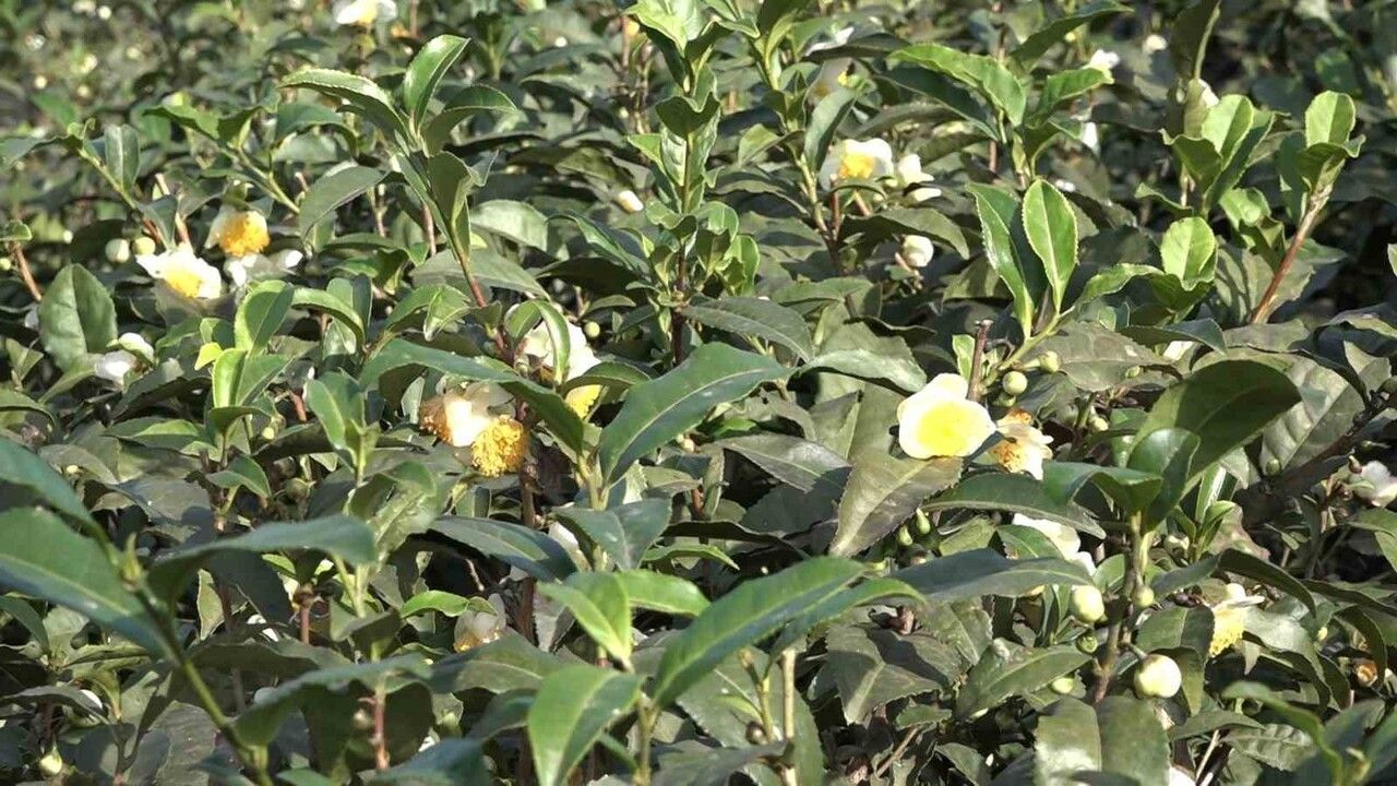 Doğu Karadeniz'de çay çiçeği çayı kilogramı 6 bin TL'den satılıyor