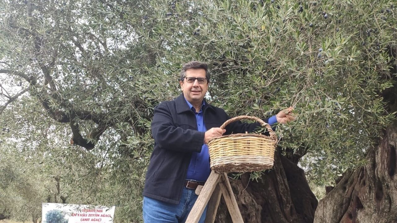 Dünya Zeytin Ağacı Günü Manisa’da Buruk Geçti