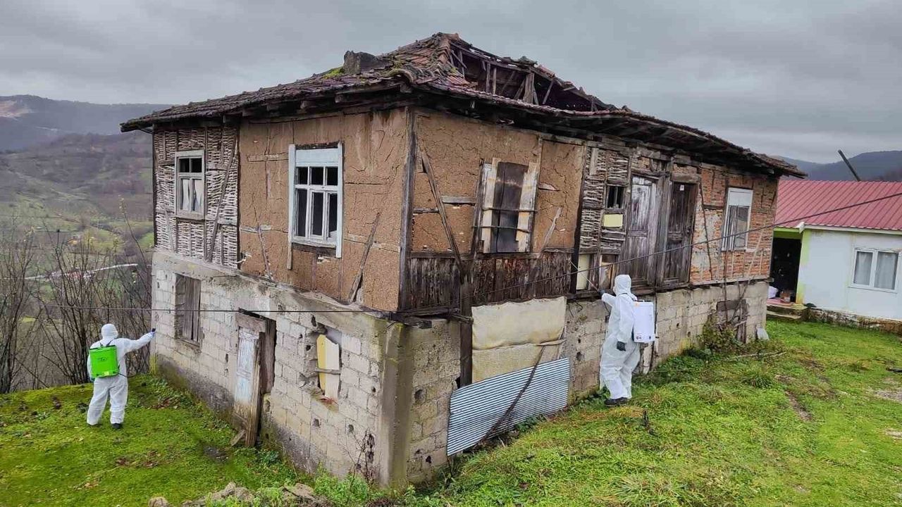 Düzce'de Kahverengi Kokarca Alarmı: Fındığa Zarar, 24.138 Yapıda İlaçlama