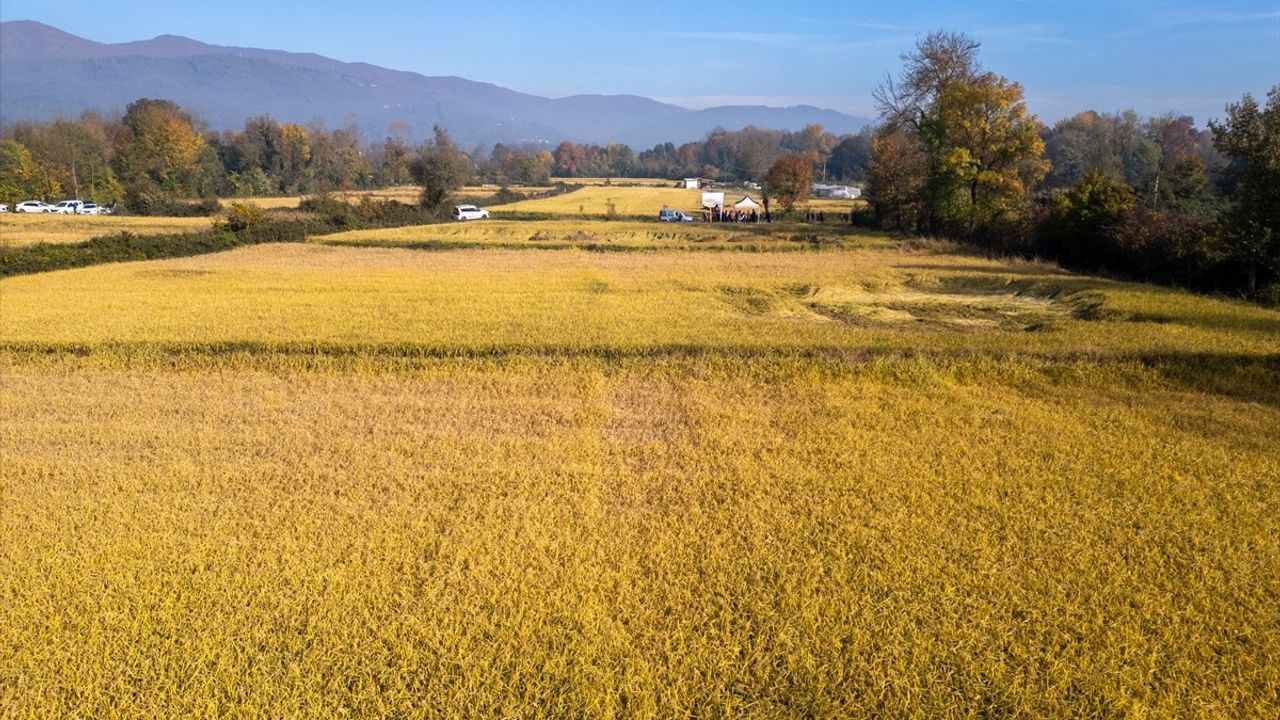 Düzce'de Konuralp Pirinci: Damla Sulamayla İlk Hasat, %60 Su Tasarrufu