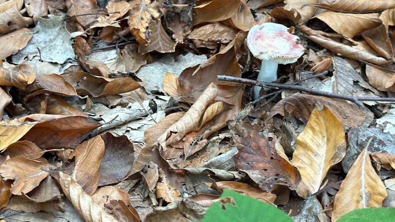 Düzce'de mantar uyarısı: 'Hepsi risk içeriyor'