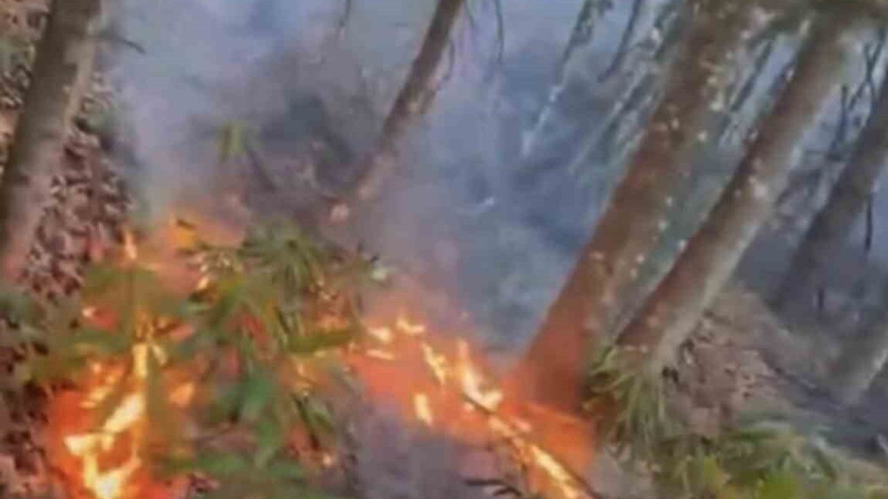 Düzce'de Ormanlık Örtü Yangını Kısa Sürede Söndürüldü