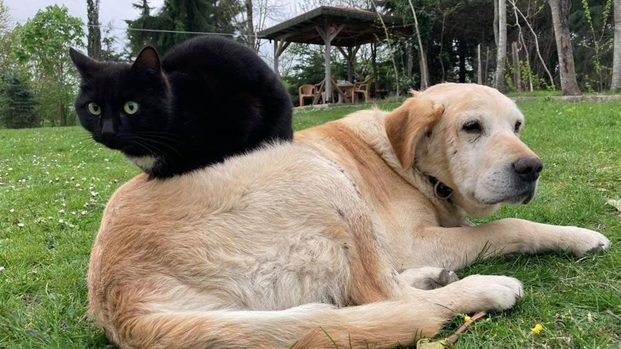 Düzce'den Kedi Köpek Maması İhracatı: Bin 117 Ton 495 Kilo