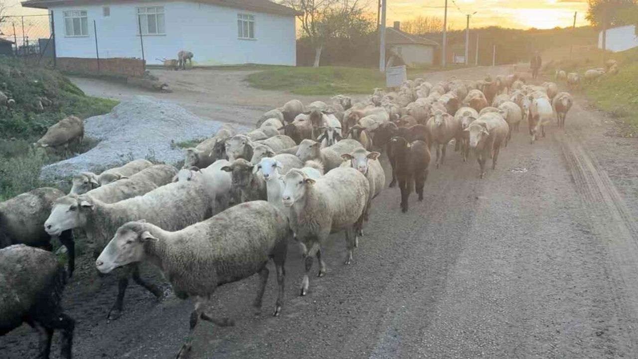 Edirne'de çoban sıkıntısı: Aylık 50 bin lira yetmiyor