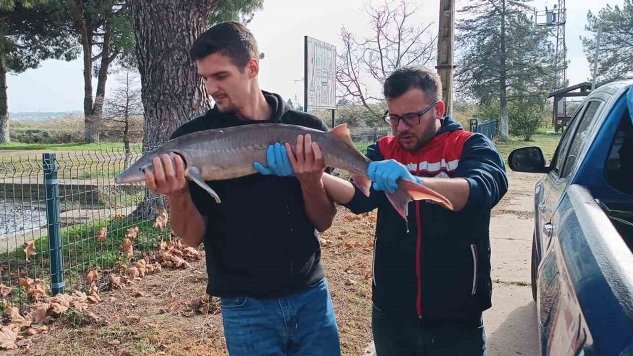 Edirne’de Meriç Nehri’nde Yakalanan Mersin Balığı Koruma Altına Alındı