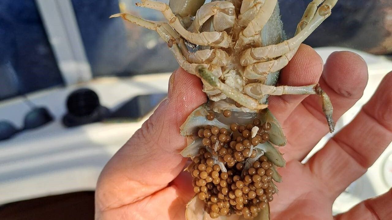 Eğirdir Gölü'nde 300 Kaçak Kerevit Pinteri Ele Geçirildi