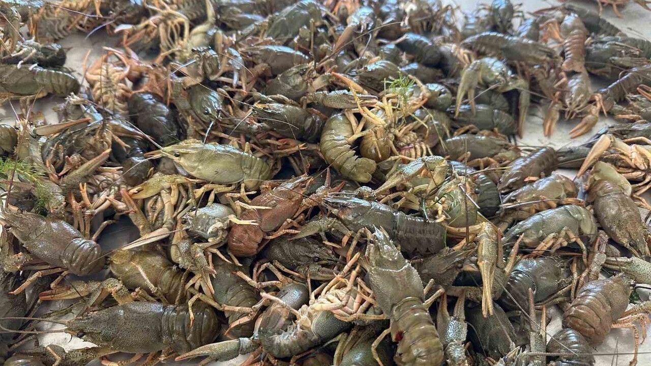 Eğirdir Gölü'nde Kerevit Av Yasağı Başladı (15 Kasım 2025–15 Haziran 2026)