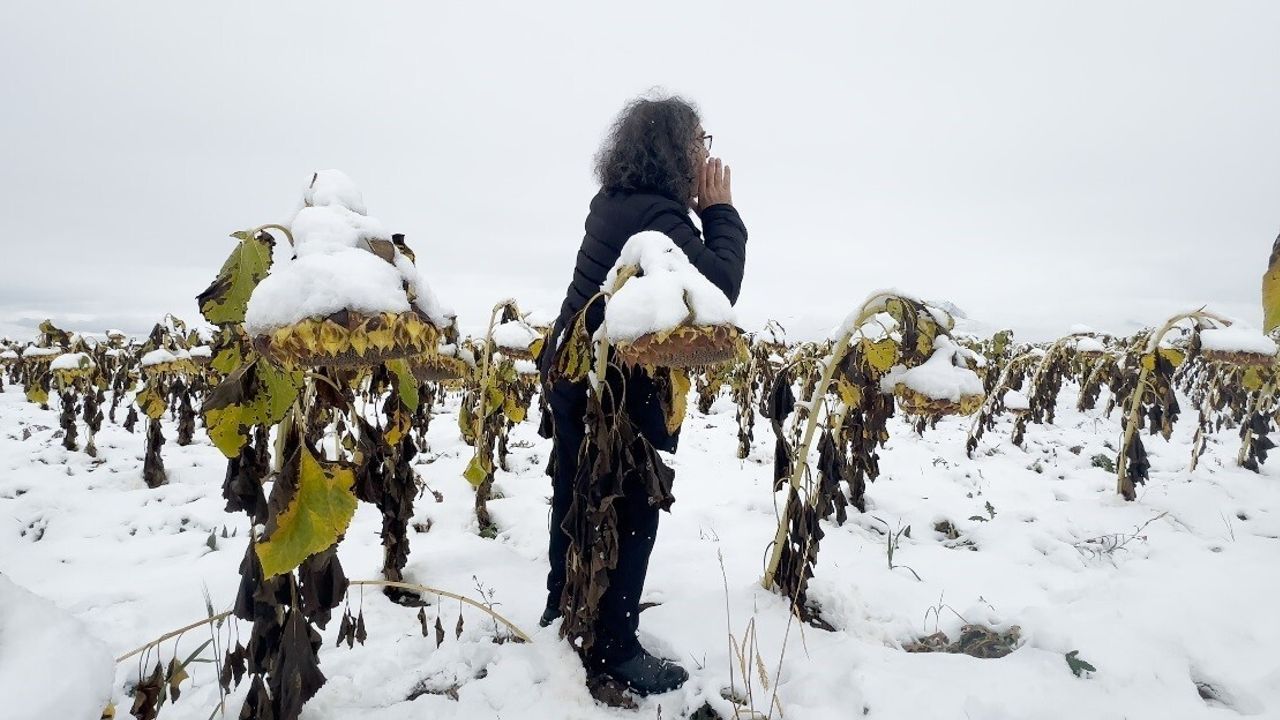'Ego' Performansı: Prof. Dr. Mehmet Kavukcu Karlı Ayçiçeği Tarlasından Ekolojik Mesaj