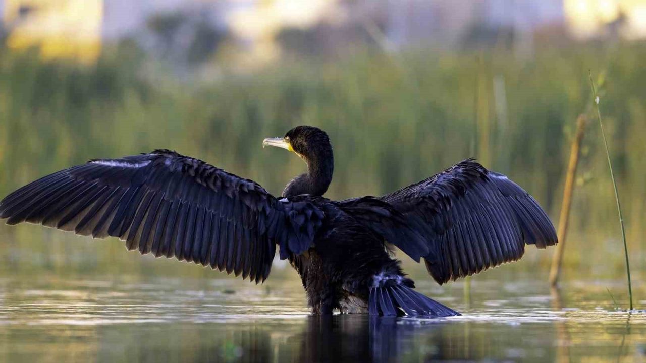 Ekşisu Sazlığı'nda 149 Kuş Türü: Göçmen Kuşların Hayati Sığınağı