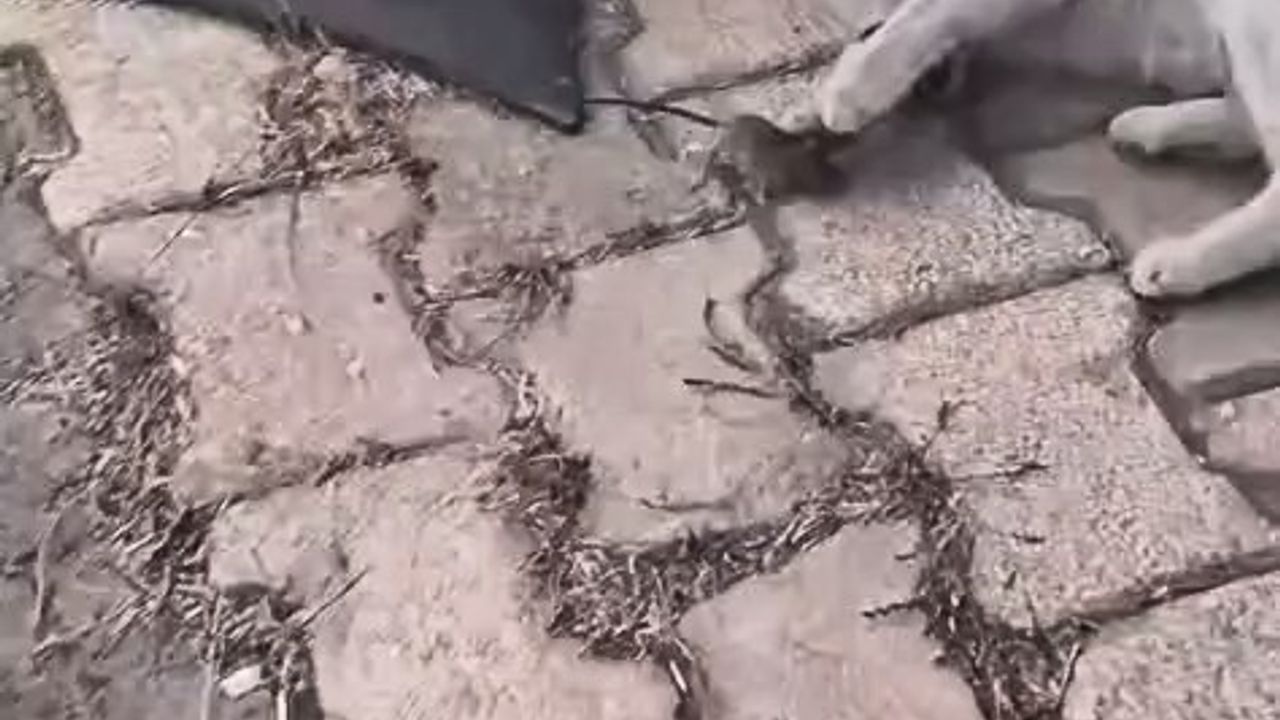 Elazığ'da Kedinin Fareyle Oyunu Kamerada