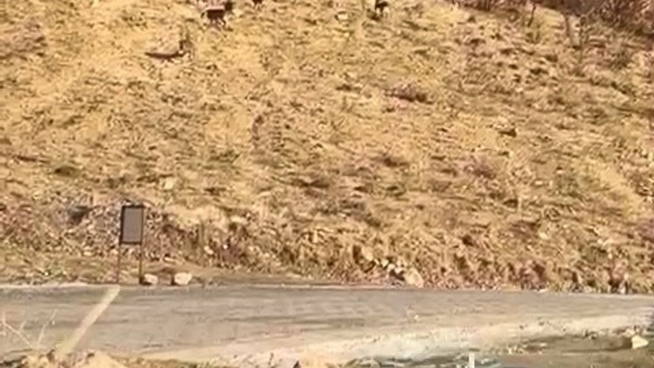 Elazığ’da Nesli Tükenme Tehdidi Altındaki Dağ Keçileri Yoğunağaç’ta Görüntülendi