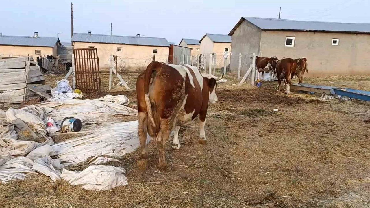 Elazığ'da şap hastalığı üreticileri zorluyor