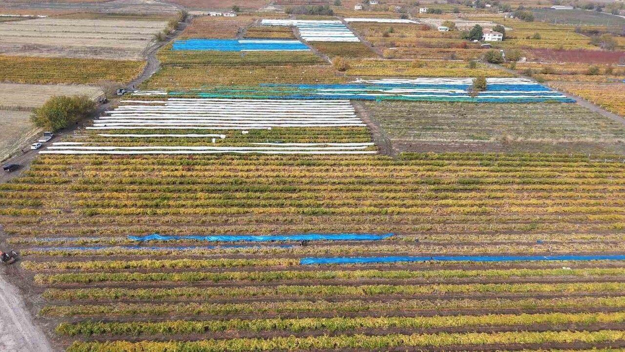 Elazığ'da Üzüm Rekoltesi Donla Yüzde 80 Düştü