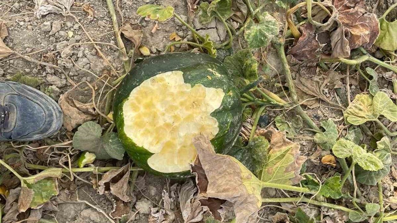Elazığ'da Yaban Domuzlarının Bahçe İstilası