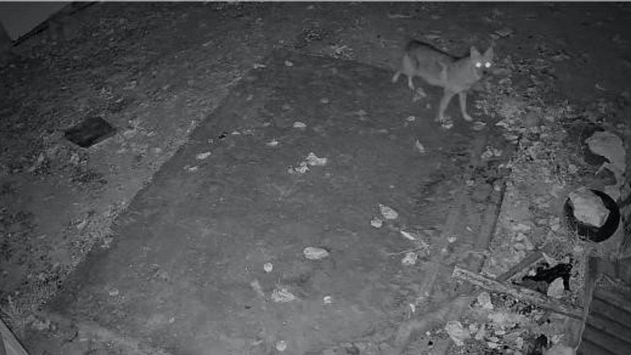 Elazığ Gökbelen'de Aç Çakal Ev Önünde Güvenlik Kamerasında