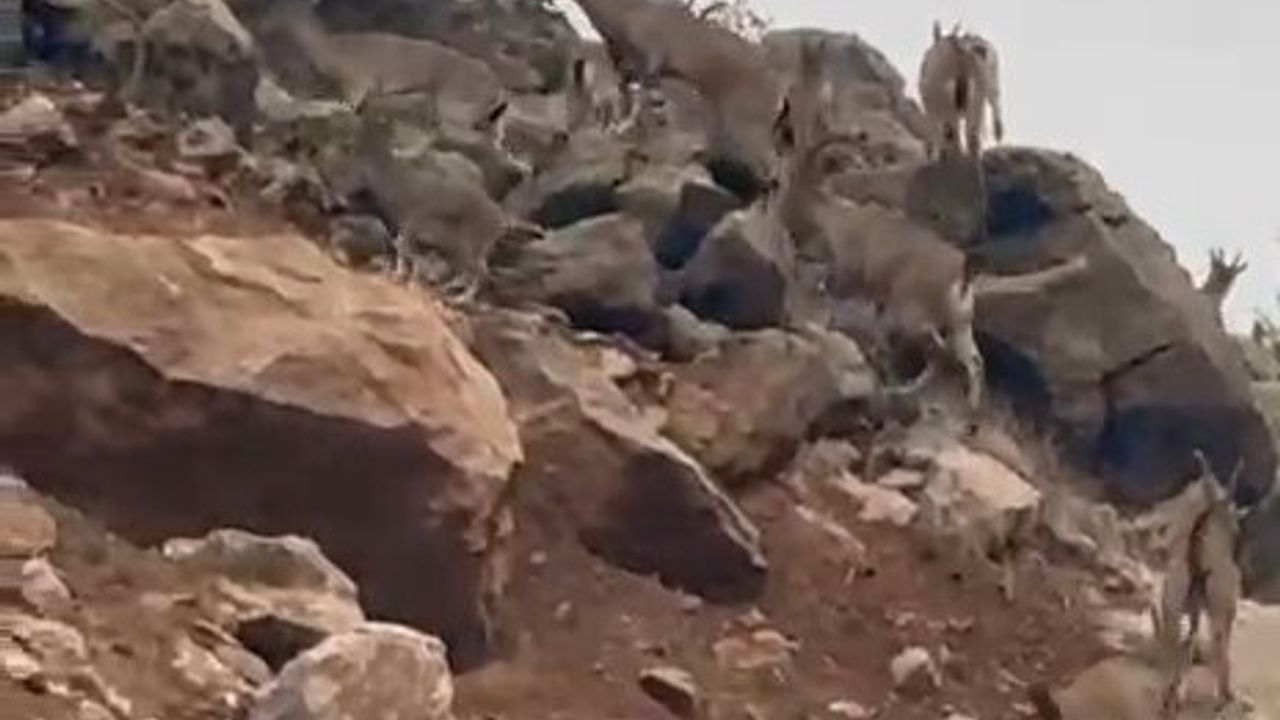 Elazığ Palu’da Koruma Altındaki Dağ Keçileri Sürü Halinde Görüntülendi