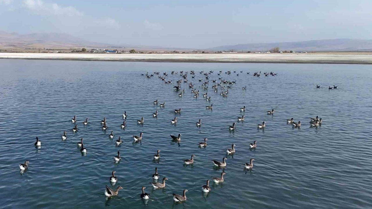 Erçek Gölü'nde Küçük Sakarca Kazları Havadan Görüntülendi