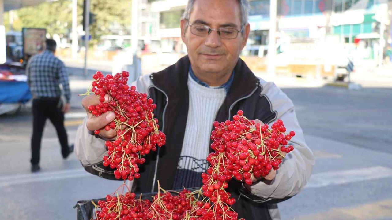 Erzincan’da 'Gençlik İksiri' Gilaburu Tezgâhlarda: Doğal Şifa Talebi Artıyor