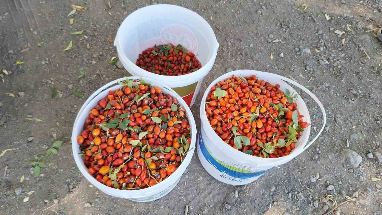 Erzincan'da Kuşburnu Hasadı Başladı: Dağların Kırmızı Hazinesi