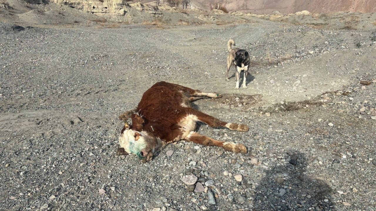 Erzincan'da Şap Tehlikesi: Telef Olan Hayvanlar Gece Meraya Atıldı