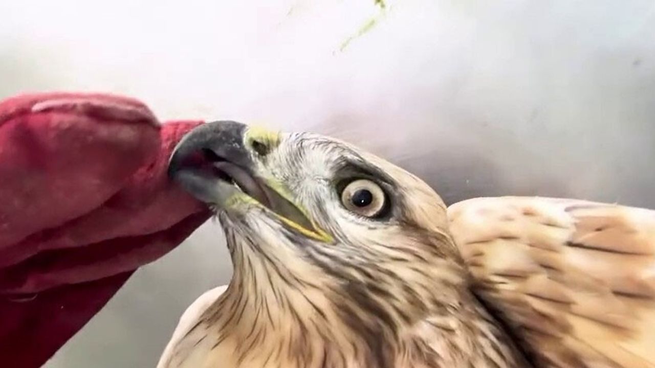 Erzurum'da Sağlığına Kavuşan Kızıl Şahin Doğaya Salındı