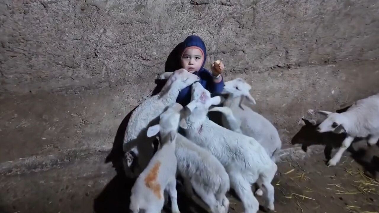 Eskişehir'de Kuzuların Arasında Kalan Minik Yusuf Gülümsetti