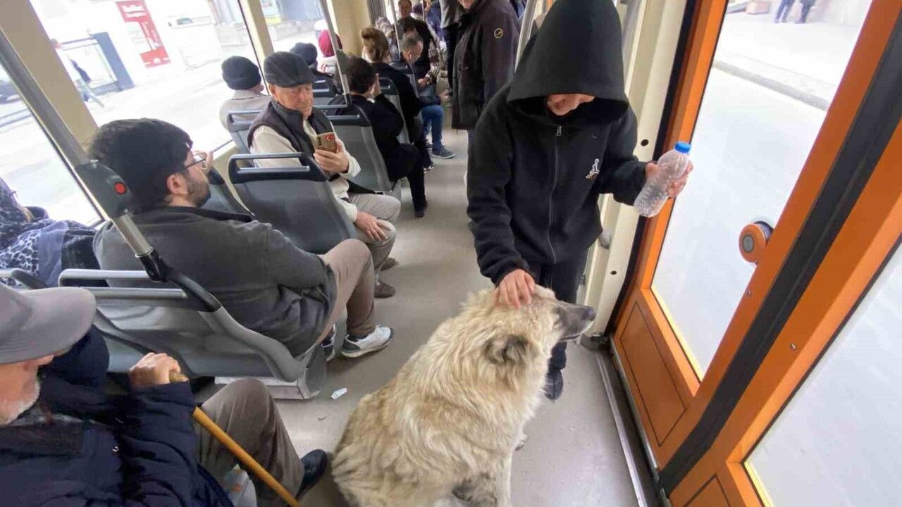 Eskişehir'de Tramvaya Binen Sevimli Köpek İlgi Odağı