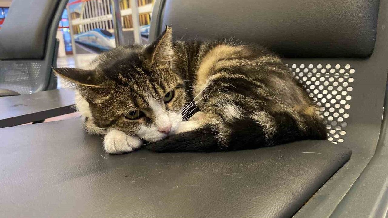 Eskişehir Tren İstasyonu'ndaki Kediler Yolcuların Gözdesi