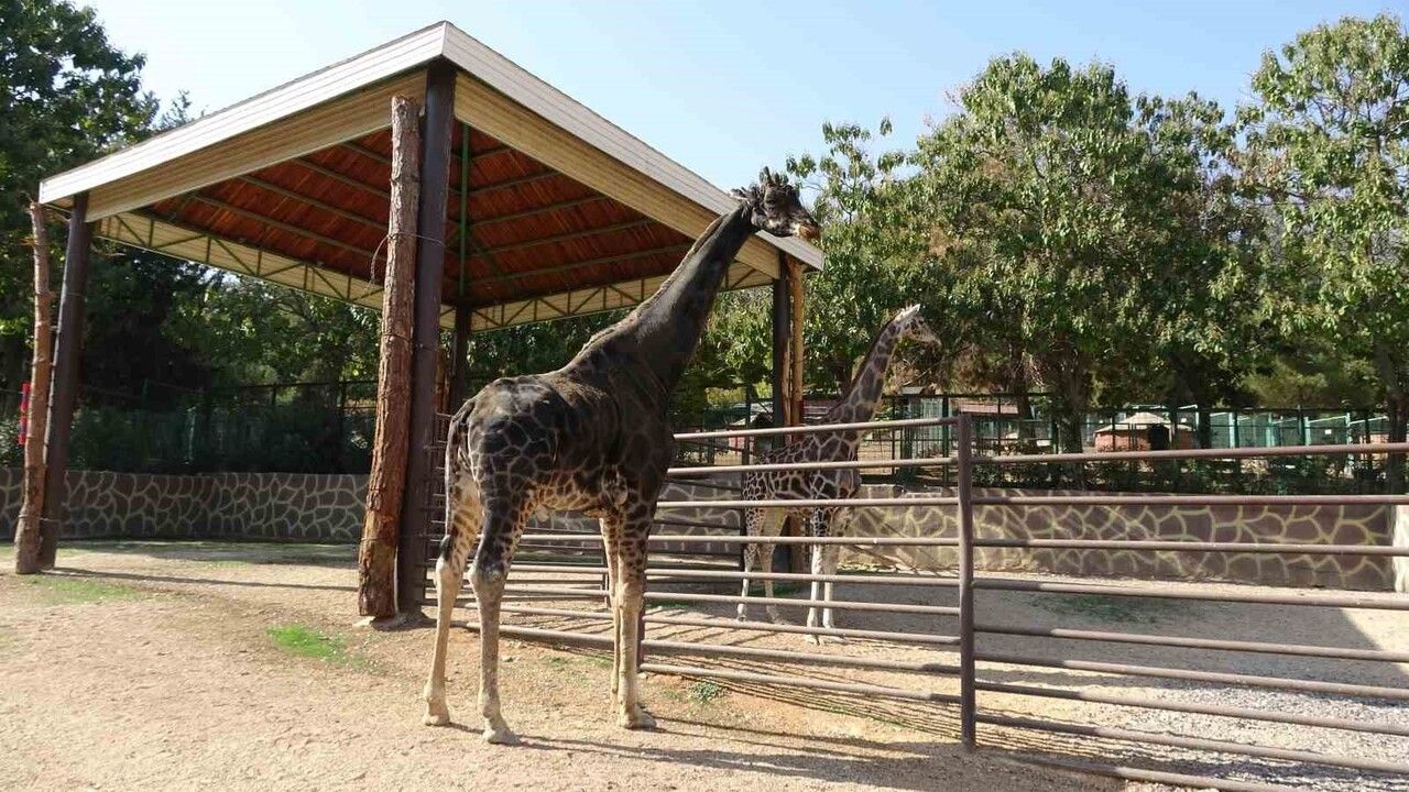 Gaziantep Doğal Yaşam Parkı'nda Zürafalar ve Bakıcı Ali Görgel'in Sıra Dışı Dostluğu