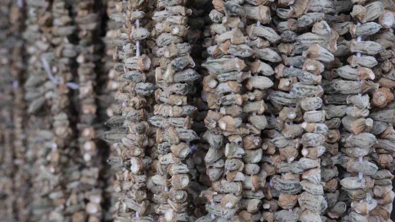 Gaziantep'te Kuru Bamya Tezgah Fiyatı 2 Bin TL