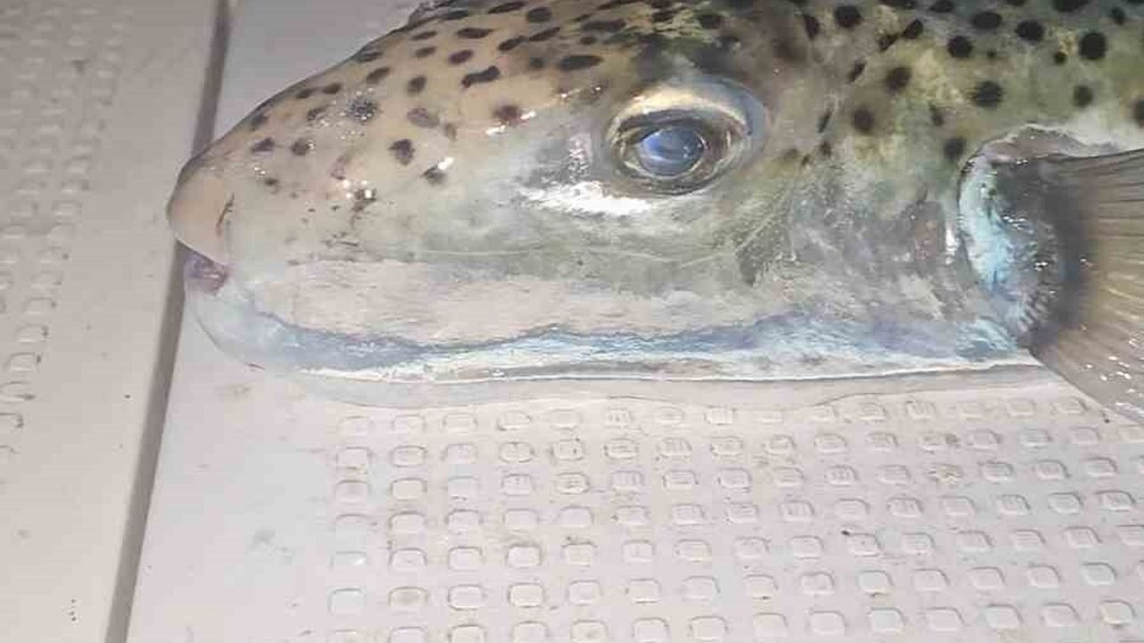 Gemlik Körfezi'nde Benekli Balon Balığı Alarmı