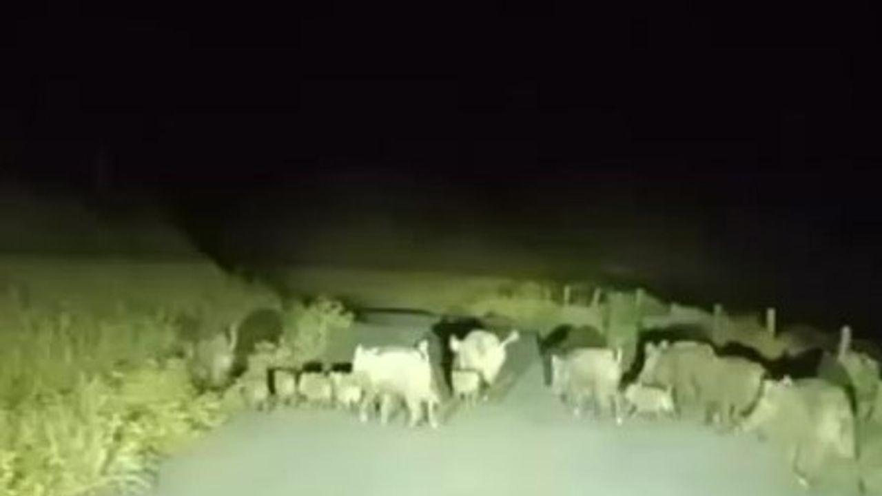 Gercüş’te Domuz Sürüleri Gökçepınar ve Hisar’da Görüntülendi