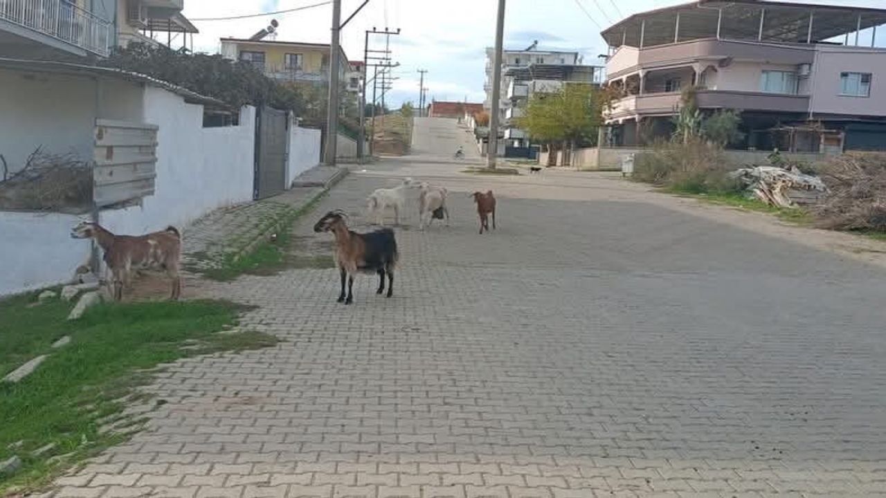 Germencik'te Başıboş Keçiler Toplandı — Belediye Ortak Operasyonla Müdahale Etti
