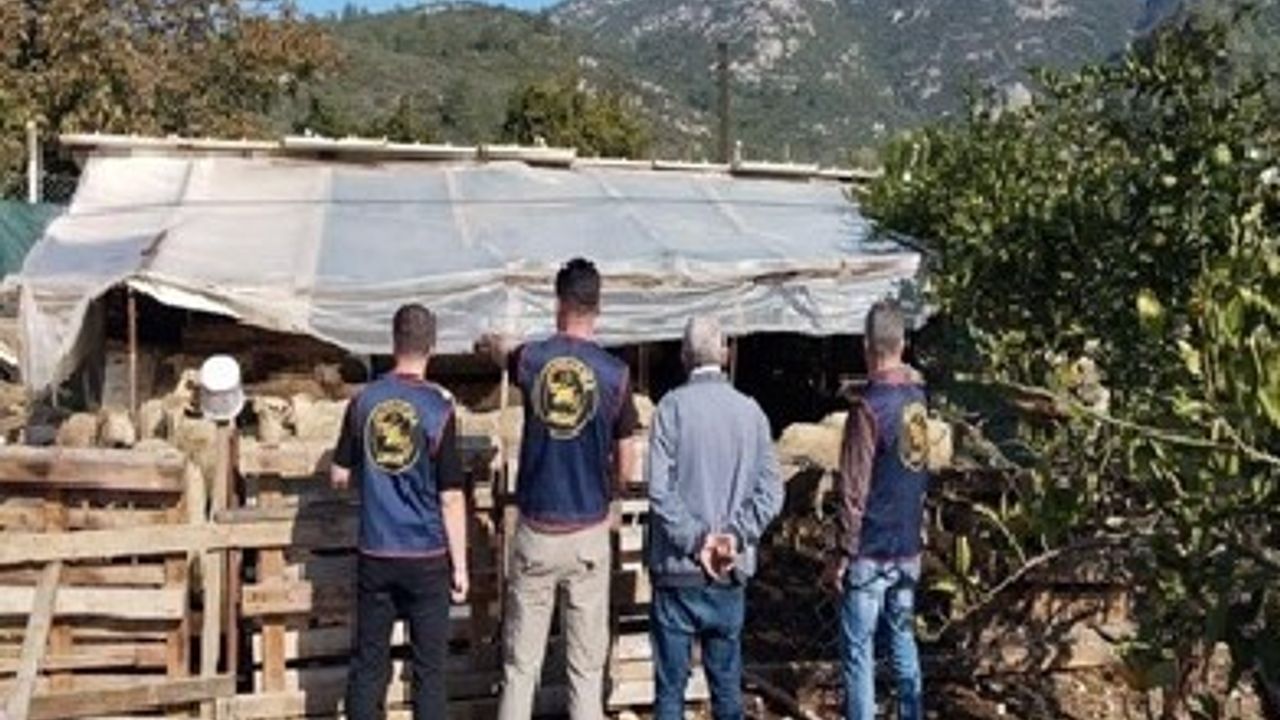 Germencik’te Çalınan 14 Küçükbaş Bulundu — İki Şüpheli Yakalandı