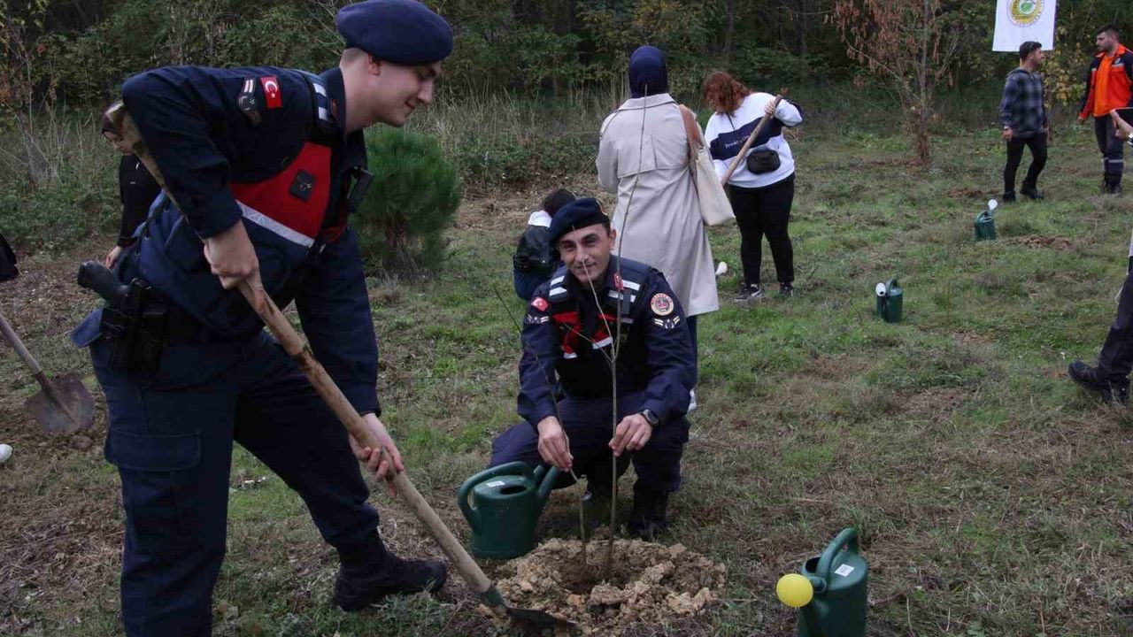 Gerze'de Şehit Orman Görevlileri İçin Fidan Dikimi