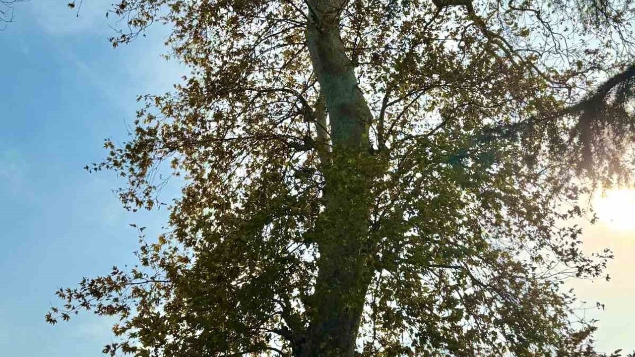 Giresun'da Asırlık 6,5 Metre Çınar İçin Koruma Talebi